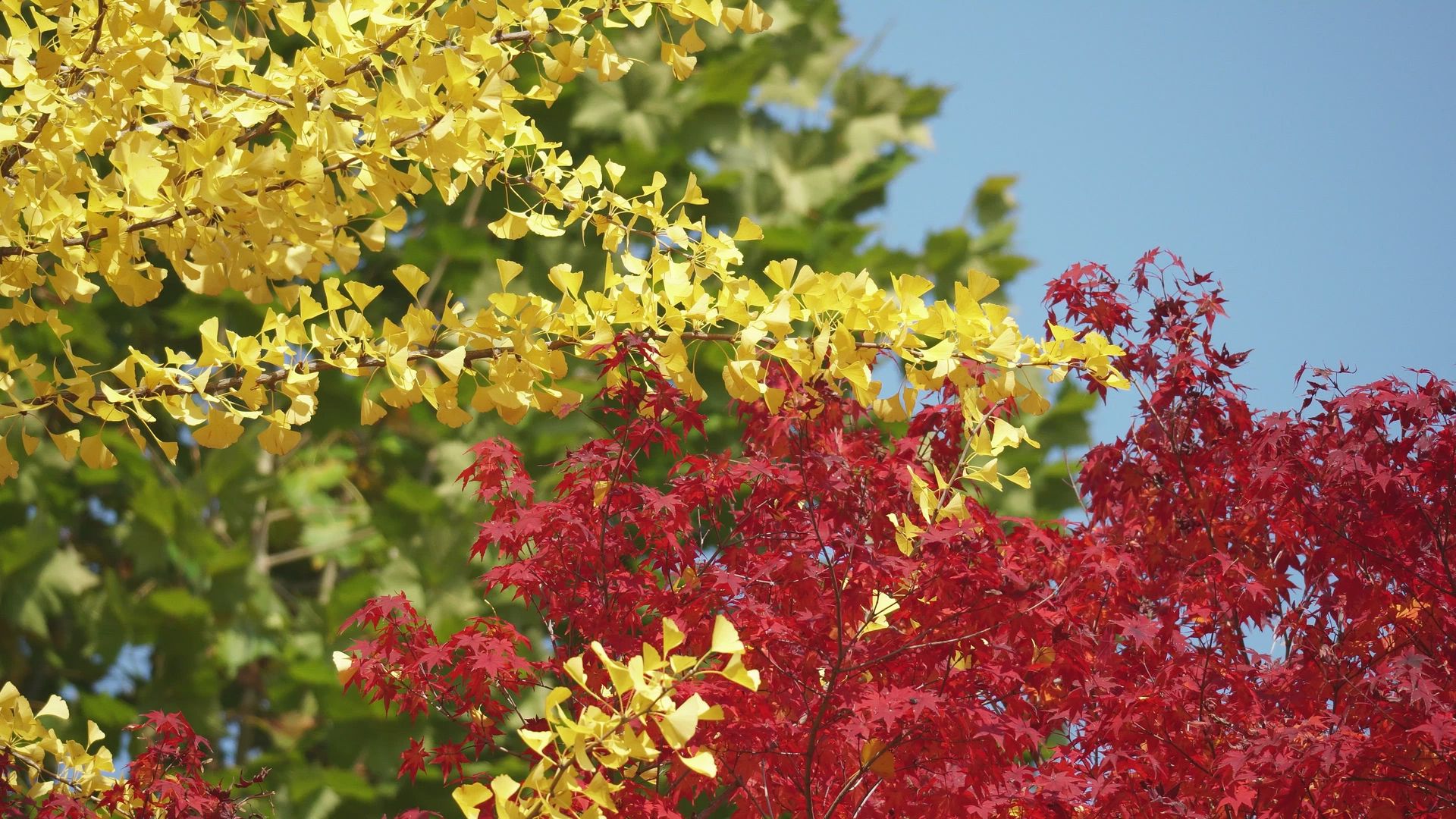 Feuillages d'automne d'un ginkgo doré et d'un érable rouge