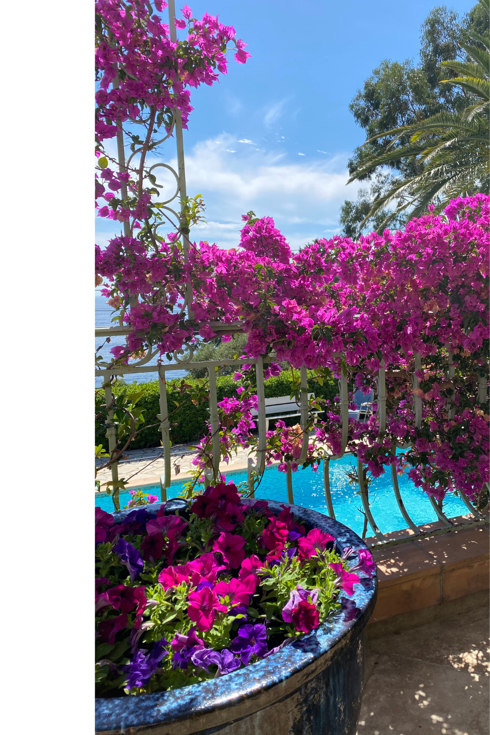Bougainvilliers en fleurs devant une piscine avec vue mer — jardin méditerranéen à Mougins